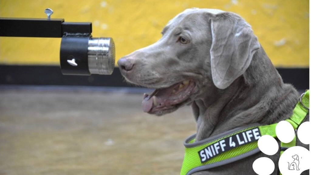 Cães podem detectar câncer