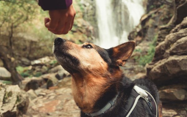 Cães podem detectar câncer