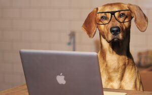 Melhores lugares segundo o ChatGPT para viajar com cães