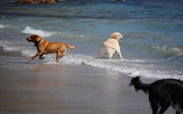 Praias para curtir com o cachorro