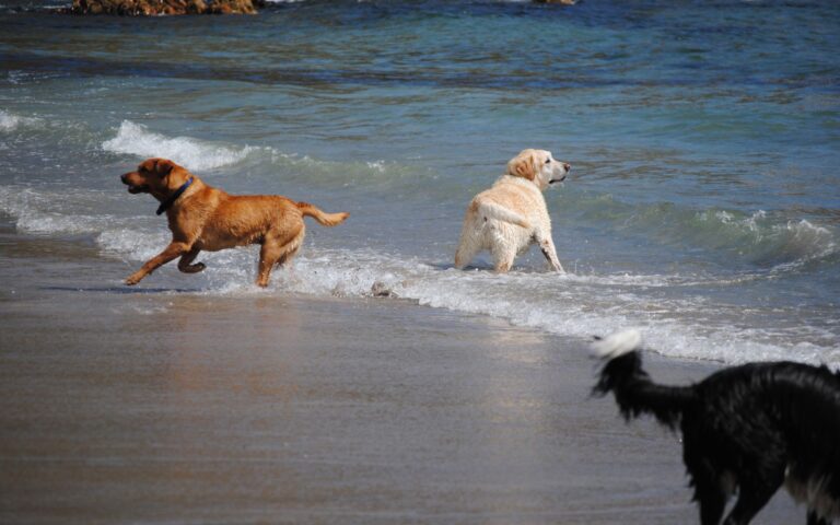 Praias para curtir com o cachorro