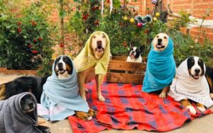 Presépio com cachorros