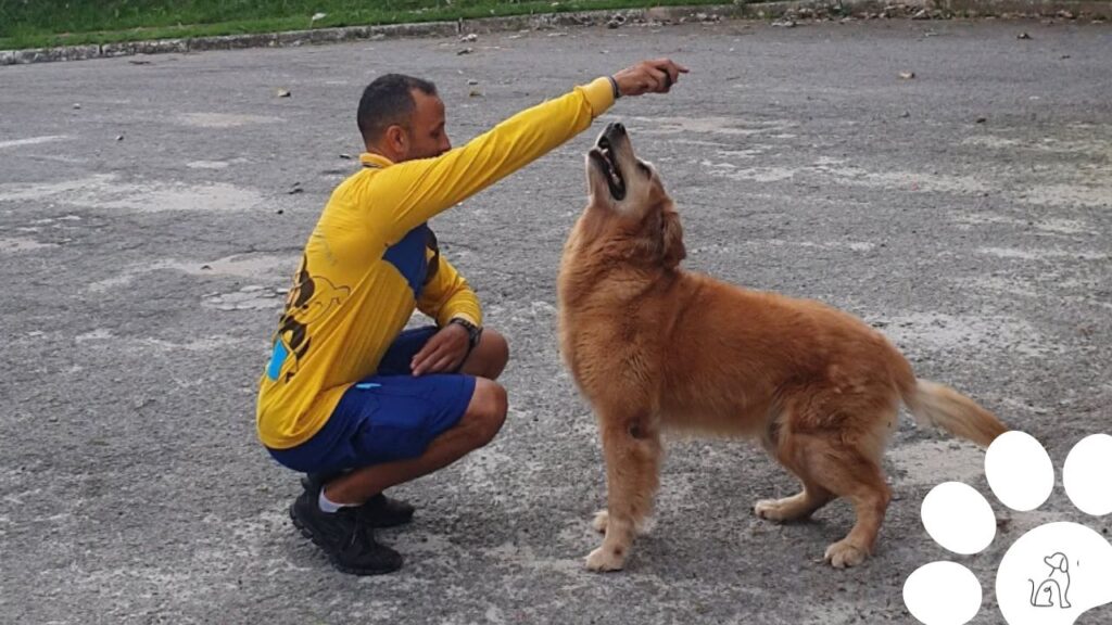 carteiro amigo dos animais