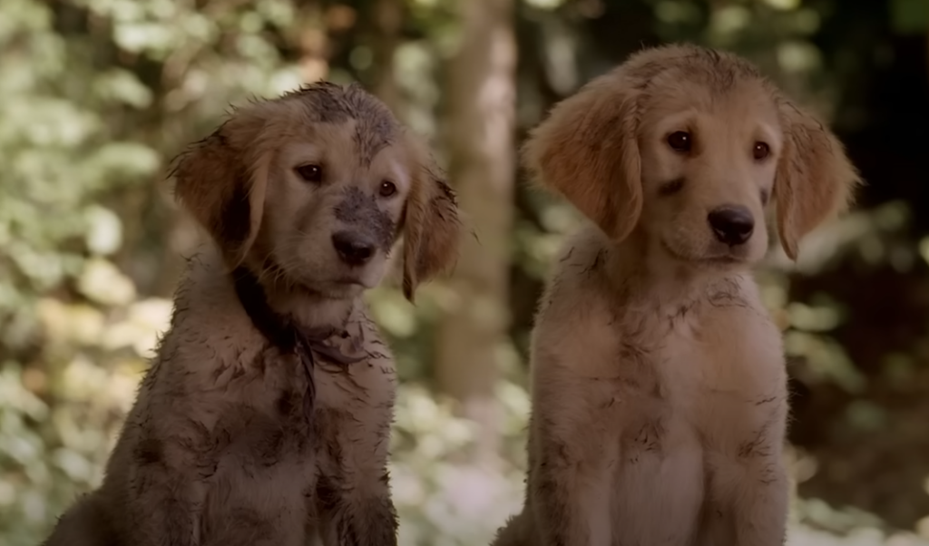 Filmes de Natal com cachorros