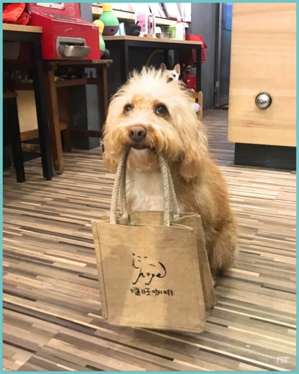 Cães entregam menu em restaurante