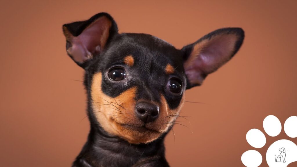 Quantos anos vive um Pinscher