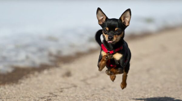 Quantos anos vive um Pinscher