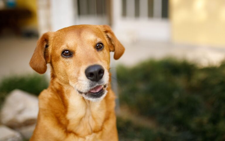 Cachorros favoritos dos brasileiros