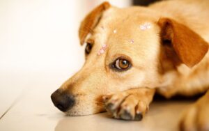 Cuide das patas do cachorro