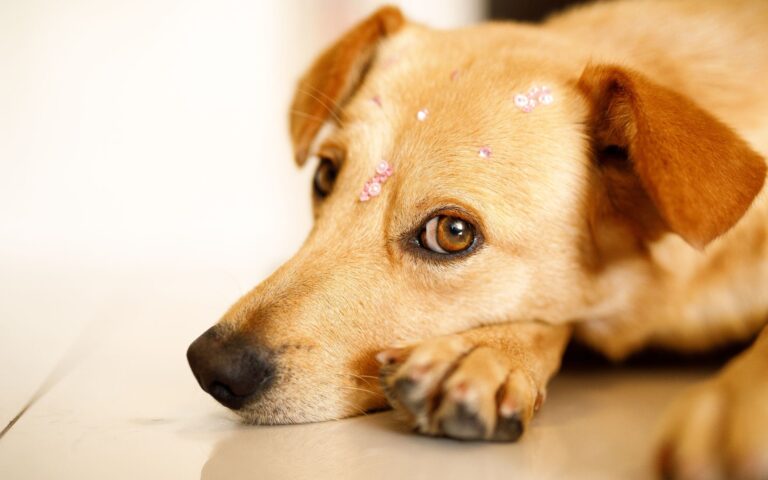 Cuide das patas do cachorro