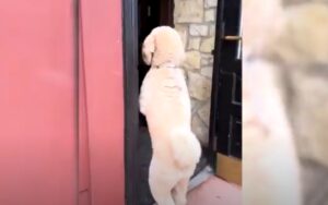 Poodle pede cerveja como humano