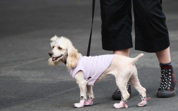 Sapatos para cachorros