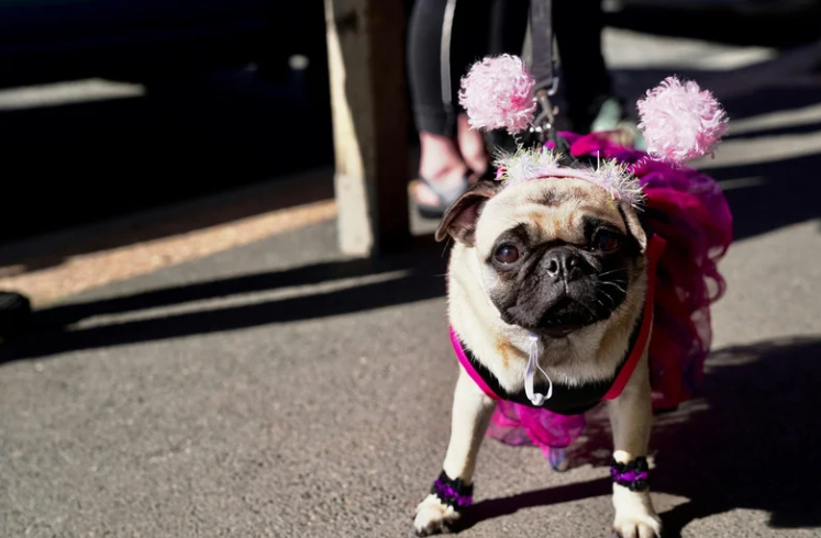 Cuidados com o cachorro no Carnaval