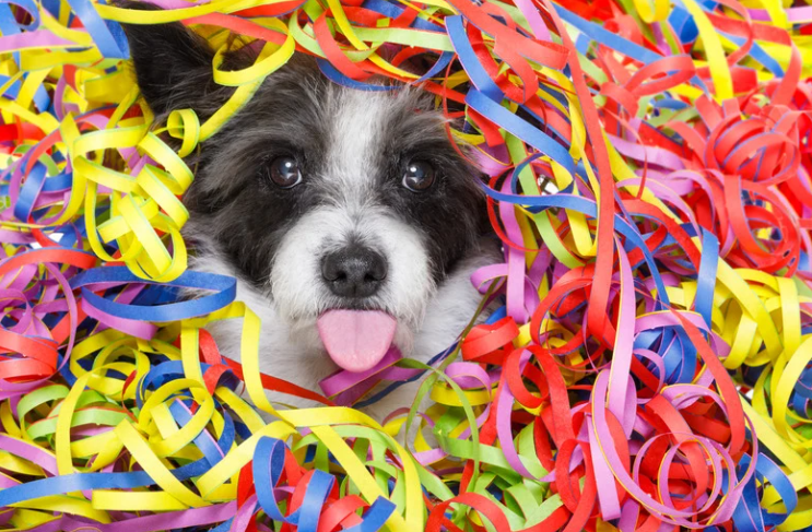 Cuidados com o cachorro no Carnaval