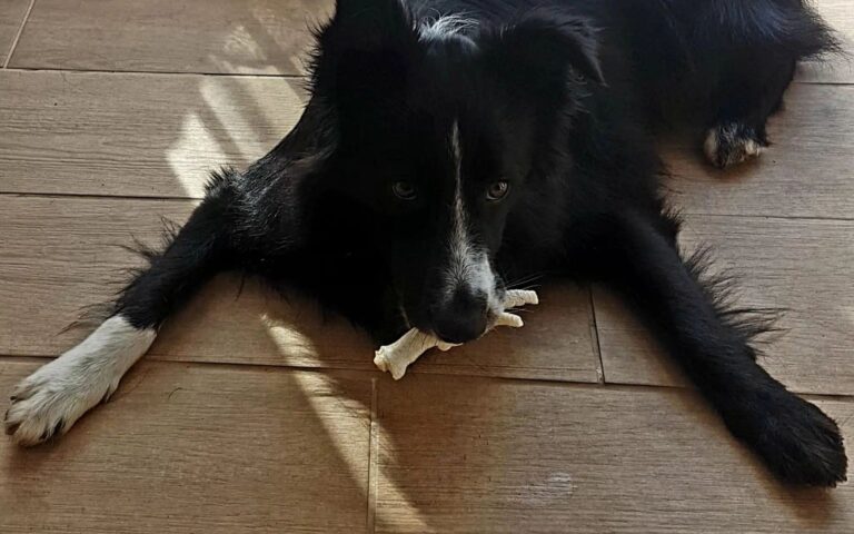 Cachorros podem comer pé de galinha