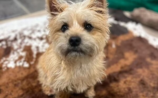 cachorro mais bonito do mundo segundo a ciência