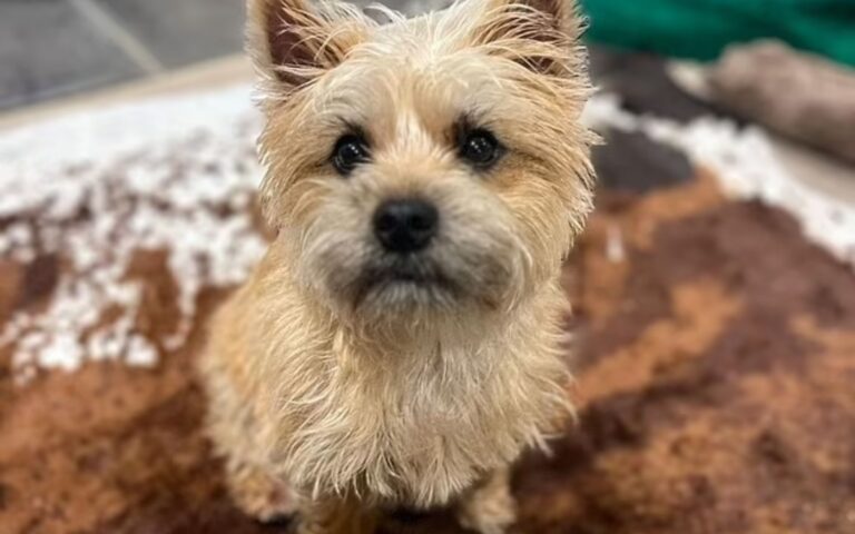 cachorro mais bonito do mundo segundo a ciência