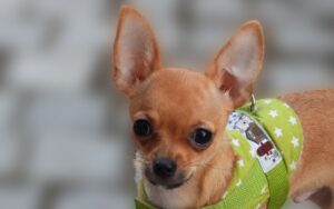 Bolsa para carregar cachorro pinscher
