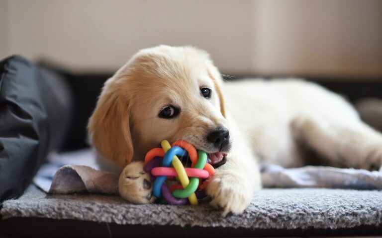 Brinquedos para Golden Retriever