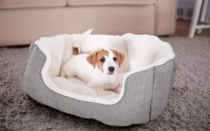 Caminha para filhote de cachorro