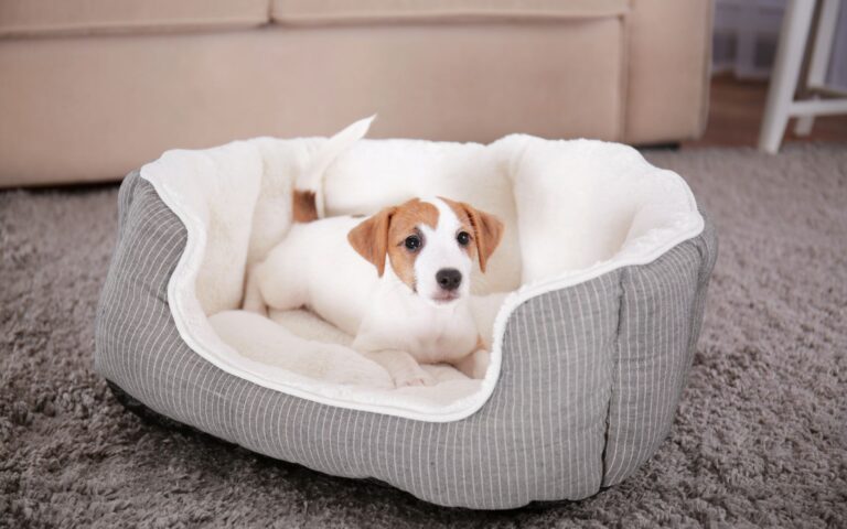 Caminha para filhote de cachorro