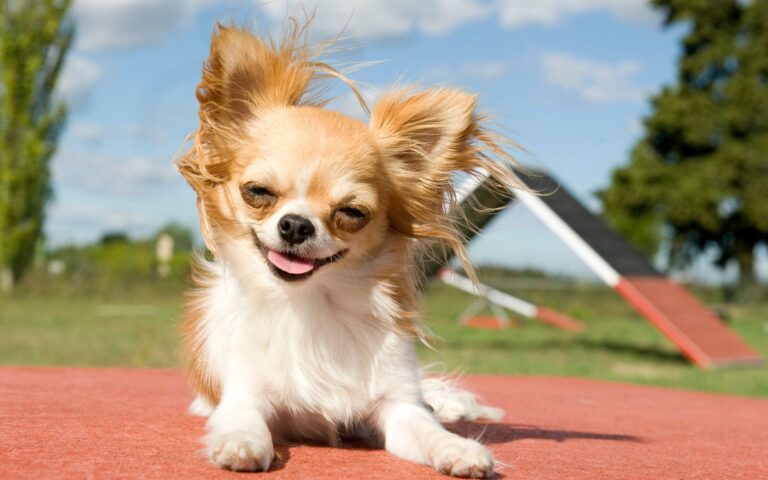 Chihuahua solta muito pelo