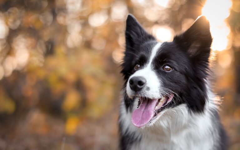 Filmes com Border Collie