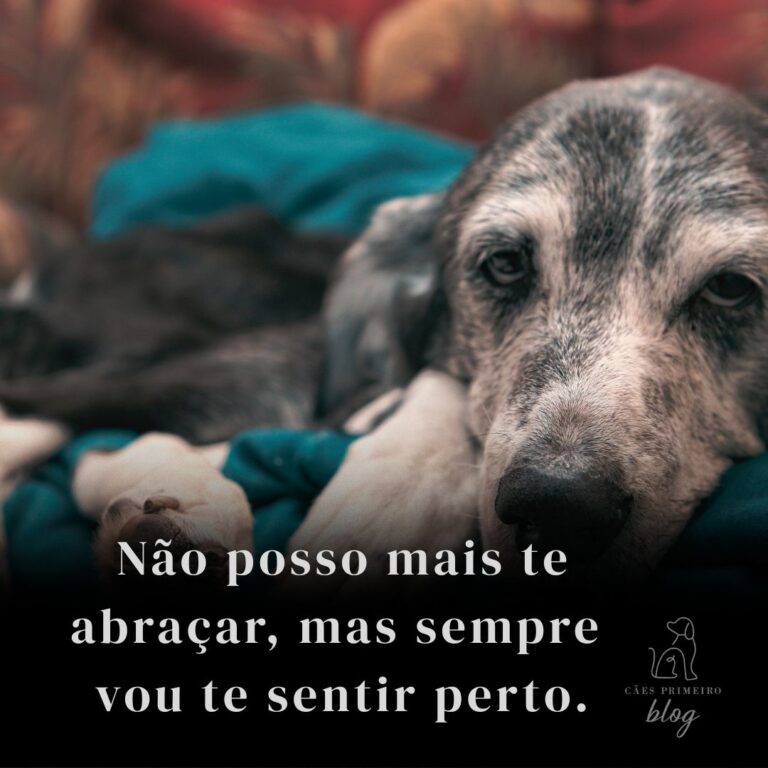 Frase para cachorro que morreu