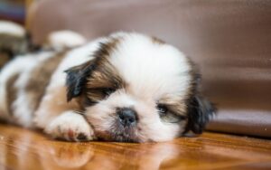 Melhor ração para Shih Tzu filhotes