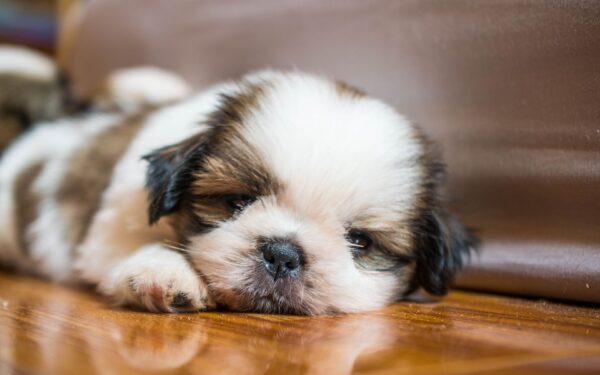 Melhor ração para Shih Tzu filhotes