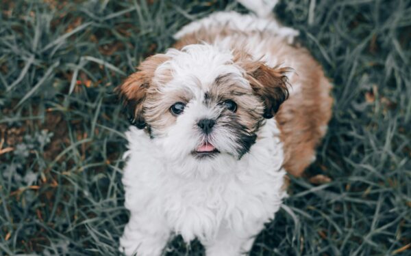 Melhor ração para cachorro Shih Tzu