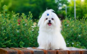 Nomes lindos para cachorras fêmeas