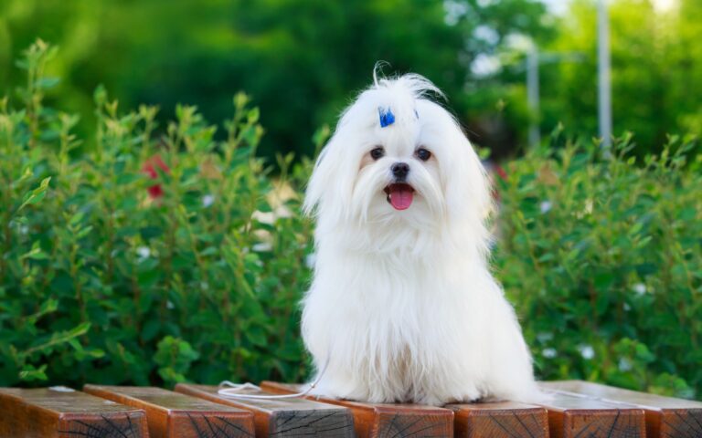 Nomes lindos para cachorras fêmeas