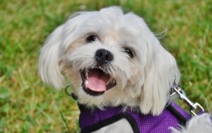 Ração Biofresh para Cães Castrados Raças Pequenas 10kg