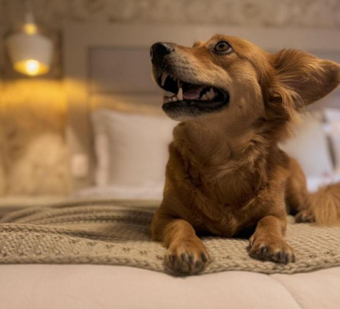 Hotel pet friendly Gramado