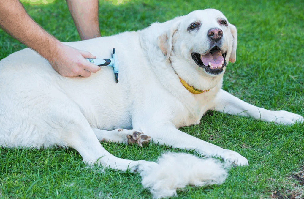 Melhor escova para cachorro pelo curto
