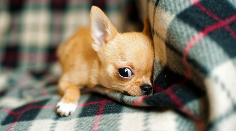 Chihuahua solta muito pelo