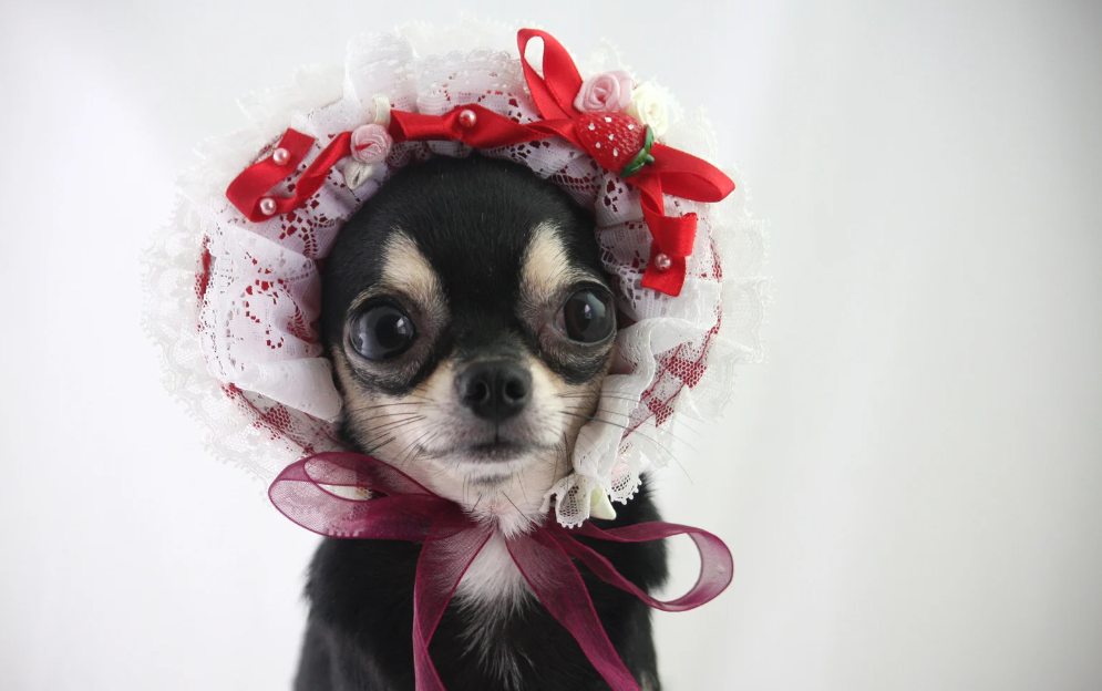 Chihuahua solta muito pelo