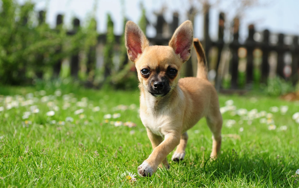 Chihuahua solta muito pelo