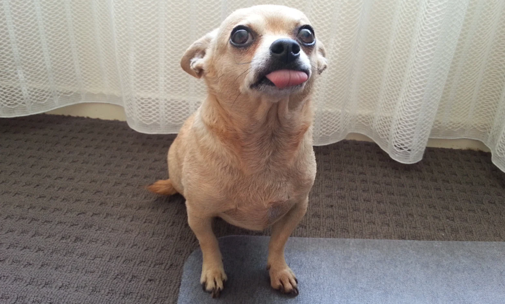 Chihuahua solta muito pelo