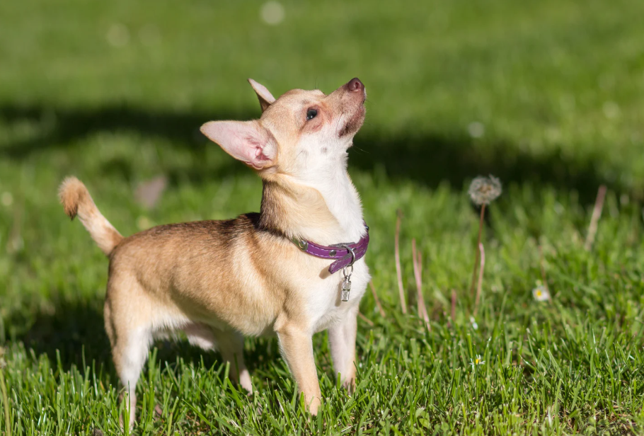Chihuahua solta muito pelo