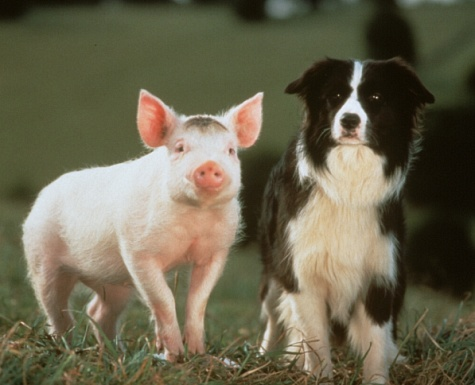 Filmes com Border Collie