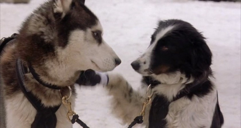 Filmes com Border Collie