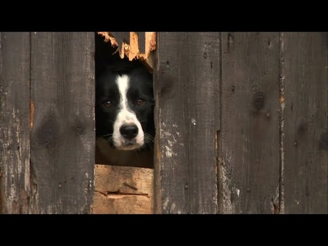 Filmes com Border Collie