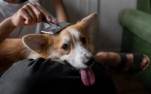 melhor escova para cachorro pelo curto