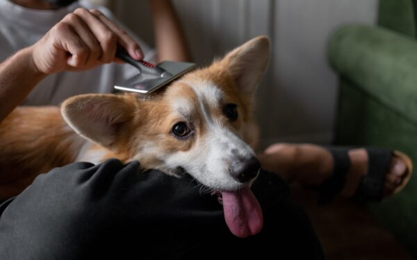 melhor escova para cachorro pelo curto