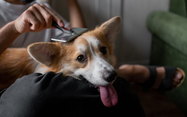 melhor escova para cachorro pelo curto