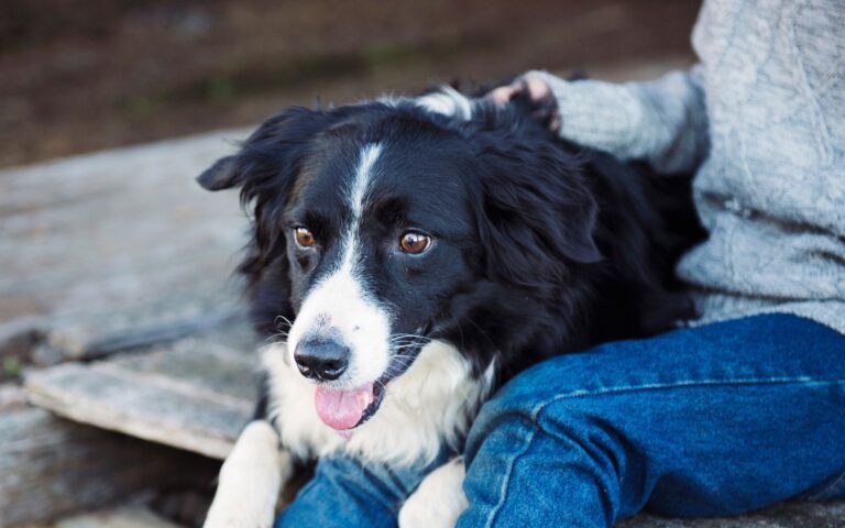 Border collie gosta de criança