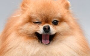 Cachorro com 2 anos equivale a quantos anos