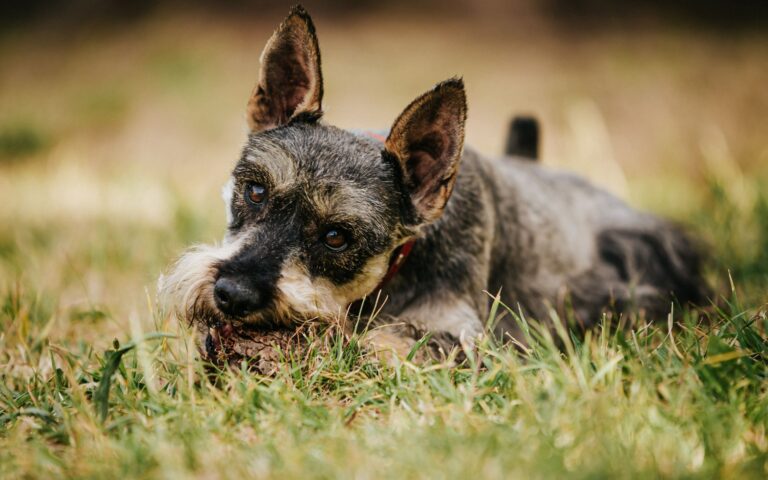 Cinomose passa para outros cachorros